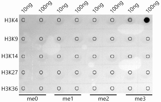 TriMethyl-Histone H3-K4 Rabbit mAb