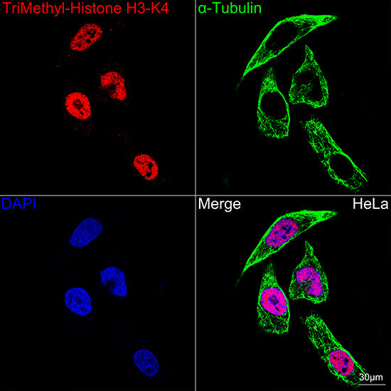 TriMethyl-Histone H3-K4 Rabbit mAb