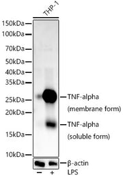 TNF-α Rabbit mAb