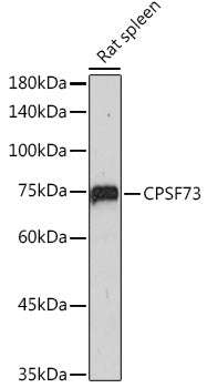 CPSF73 Rabbit mAb