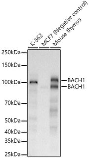 BACH1 Rabbit mAb