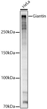 Giantin Rabbit pAb
