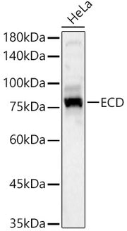 ECD Rabbit pAb