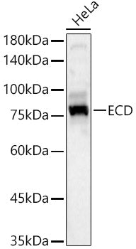 ECD Rabbit pAb