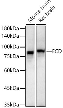 ECD Rabbit pAb