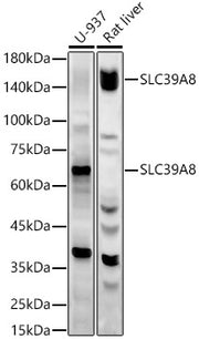 SLC39A8 Rabbit pAb