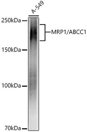 MRP1/ABCC1 Rabbit mAb
