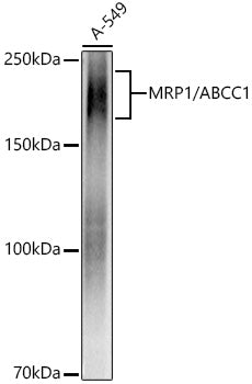 MRP1/ABCC1 Rabbit mAb