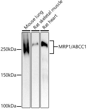 MRP1/ABCC1 Rabbit mAb