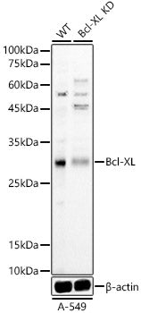 [KD Validated] Bcl-XL Rabbit pAb