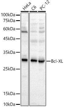 [KD Validated] Bcl-XL Rabbit pAb