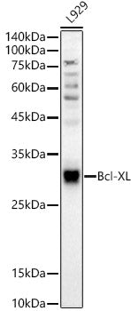 [KD Validated] Bcl-XL Rabbit pAb