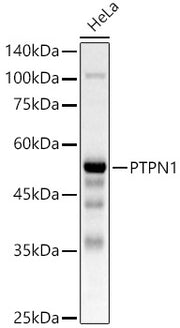 [KO Validated] PTPN1 Rabbit pAb
