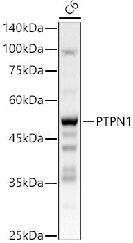 [KO Validated] PTPN1 Rabbit pAb