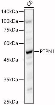[KO Validated] PTPN1 Rabbit pAb