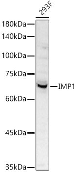 [KO Validated] IGF2BP1/IMP1 Rabbit pAb