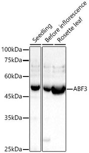 ABF3 Rabbit pAb