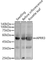 APRR3 Rabbit pAb