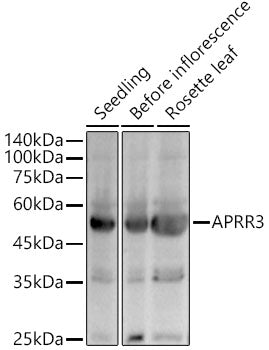 APRR3 Rabbit pAb