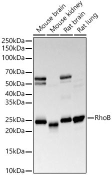 RhoB Rabbit mAb