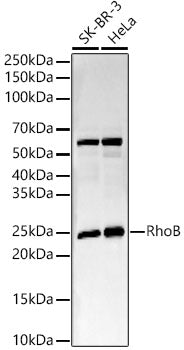 RhoB Rabbit mAb