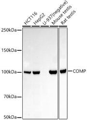 COMP Rabbit mAb