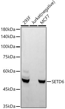 SETD6 Rabbit mAb