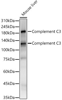 Complement C3 Rabbit mAb