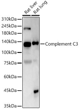 Complement C3 Rabbit mAb