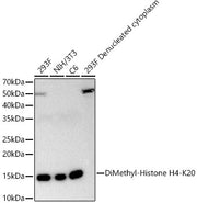 DiMethyl-Histone H4-K20 Rabbit mAb