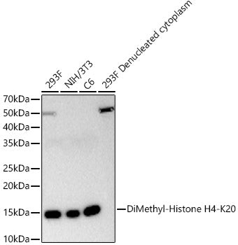 DiMethyl-Histone H4-K20 Rabbit mAb
