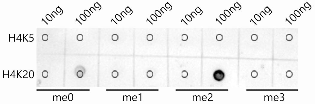 DiMethyl-Histone H4-K20 Rabbit mAb