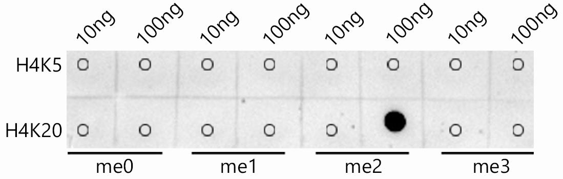 DiMethyl-Histone H4-K20 Rabbit mAb