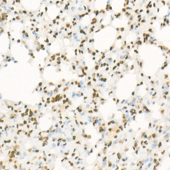 DiMethyl-Histone H4-K20 Rabbit mAb