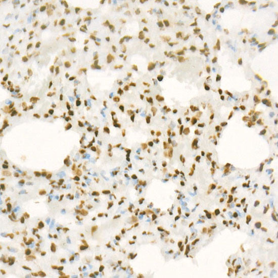 DiMethyl-Histone H4-K20 Rabbit mAb