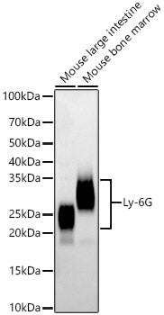 Ly-6G Rabbit mAb