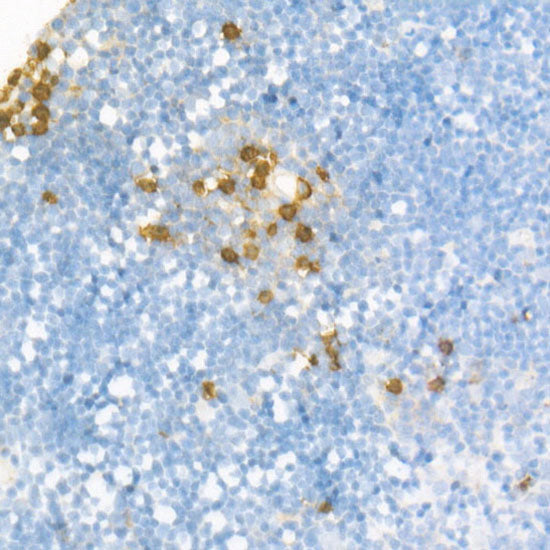 Ly-6G Rabbit mAb