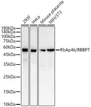 RbAp46/RBBP7 Rabbit mAb