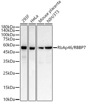 RbAp46/RBBP7 Rabbit mAb
