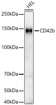 CD42b Rabbit mAb