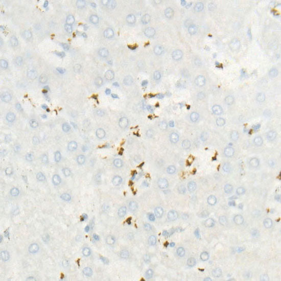 CD42b Rabbit mAb