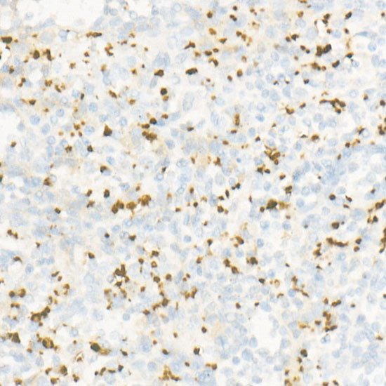 CD42b Rabbit mAb