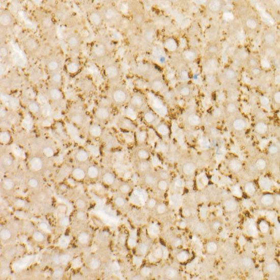 AIFM2/FSP1 Rabbit mAb
