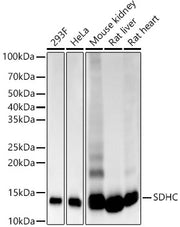 SDHC Rabbit mAb