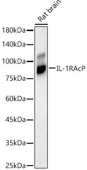 IL-1RAcP Rabbit mAb