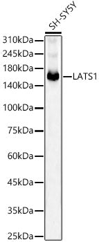 LATS1 Rabbit mAb