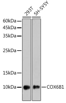 COX6B1 Rabbit mAb