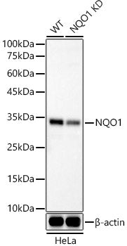 [KO Validated] NQO1 Rabbit mAb
