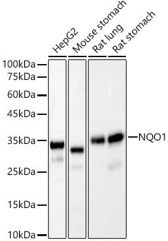 [KO Validated] NQO1 Rabbit mAb