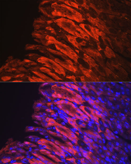[KO Validated] NQO1 Rabbit mAb